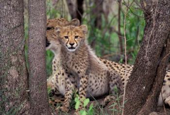 Cheetah Cubs, Phinda Preserve, South Africa | Obraz na stenu