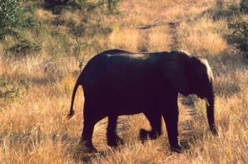 Close-up of Elephant in Kruger National Park, South Africa | Obraz na stenu