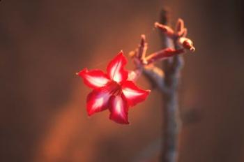 Colorful Close-up of a Flower, Kruger National Park, South Africa | Obraz na stenu