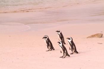 Jackass Penguins at the Boulders, near Simons Town, South Africa | Obraz na stenu