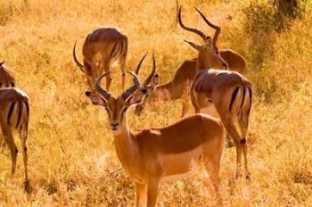 Close-up of Impala, Kruger National Park, South Africa | Obraz na stenu
