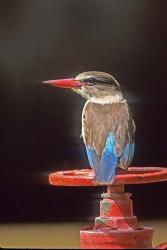 South Kruger NP, Brown-hooded kingfisher | Obraz na stenu