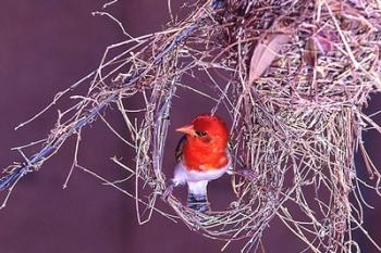 South Kruger NP. Redheaded weaver bird, nest | Obraz na stenu