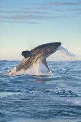 Cape Town, Great white shark moves to strike a seal | Obraz na stenu