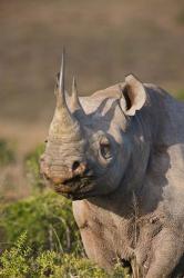 South Port Elizabeth, Shamwari GR, Black rhinoceros | Obraz na stenu