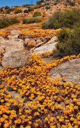 South Namaqualand. Orange wildflower blossoms | Obraz na stenu