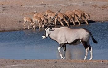 Namibia, Etosha NP, Chudop, Oryx, black-faced impala | Obraz na stenu