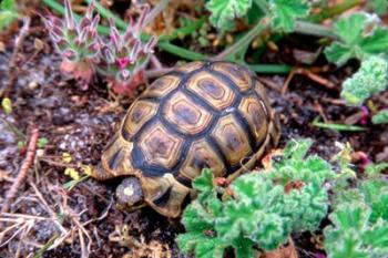 Angulate Tortoise in Flowers, South Africa | Obraz na stenu