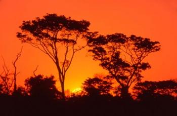 Trees Silhouetted by Dramatic Sunset, South Africa | Obraz na stenu