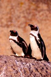 Jackass Penguins, Simons Town, South Africa | Obraz na stenu