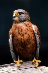 Rock Kestrel Portrait, Cape Town, South Africa | Obraz na stenu