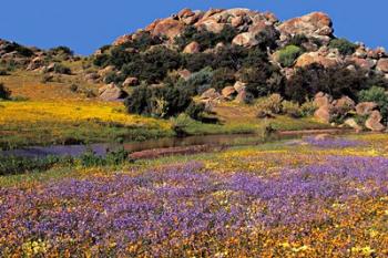 Wildflowers Flourish, Namaqualand, Northern Cape Province, South Africa | Obraz na stenu