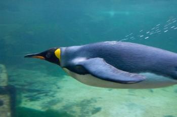 South Africa, Cape Town, Aquarium King penguin | Obraz na stenu