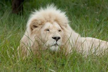 African lion, Inkwenkwezi Private Game Reserve, East London, South Africa | Obraz na stenu