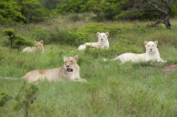 Unique pride of cream colored African lions, South Africa | Obraz na stenu