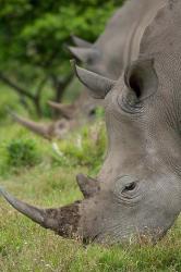 Pair of African White Rhinos, Inkwenkwezi Private Game Reserve, East London, South Africa | Obraz na stenu