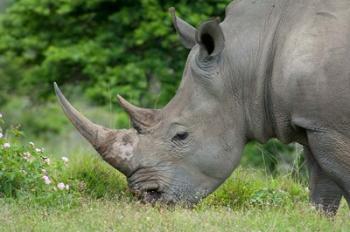 South Africa, Game Reserve, African White Rhino | Obraz na stenu
