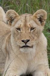 South Africa, Inkwenkwezi GR, African lion cub | Obraz na stenu