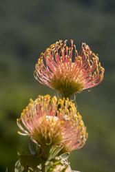 Pincushion Flowers, Cape Town, South Africa | Obraz na stenu