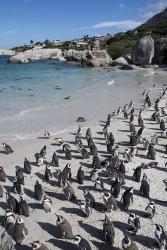 South Africa, Cape Town, Simon's Town, Boulders Beach African Penguin Colony | Obraz na stenu