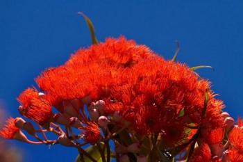 Orange flowers on Table Mountain, Cape Town, South Africa | Obraz na stenu