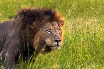 Male Lion, South Africa | Obraz na stenu