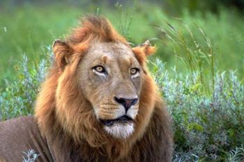 Male Lion, Kruger National Park, South Africa | Obraz na stenu