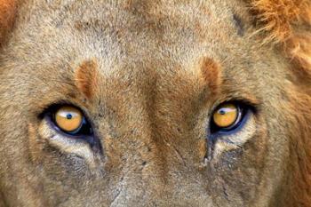 Close-up of Male Lion, Kruger National Park, South Africa. | Obraz na stenu