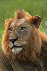 Male Lion, Panthera leo, Kruger NP, South Africa | Obraz na stenu