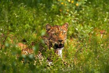 Leopard, Kruger National Park, South Africa | Obraz na stenu
