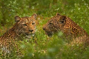 Leopards, Kruger National Park, South Africa | Obraz na stenu