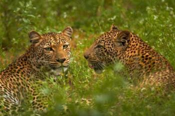Leopards, Kruger National Park, South Africa | Obraz na stenu
