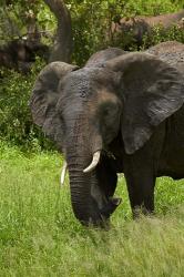Elephant, Kruger NP, South Africa | Obraz na stenu