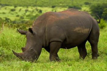 Southern white rhinoceros, Kruger National Park, South Africa | Obraz na stenu