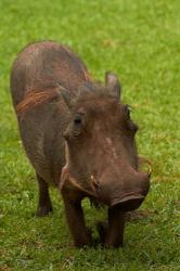 Warthog, Phacochoerus africanus, Kruger NP, South Africa | Obraz na stenu