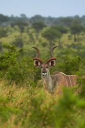 Male greater kudu, Kruger National Park, South Africa | Obraz na stenu