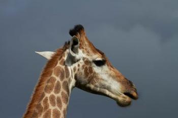 South African Giraffe, Giraffa camelopardalis Kruger NP, South Africa | Obraz na stenu