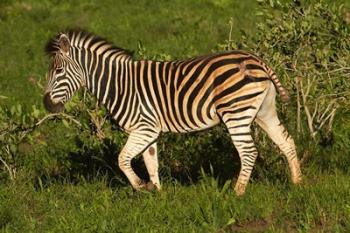 Burchells zebra, burchellii, Kruger NP, South Africa | Obraz na stenu