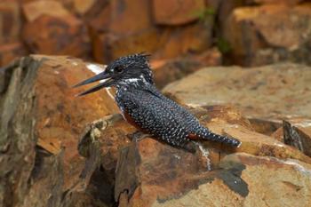 Giant Kingfisher, Megaceryle maxima, Kruger NP, South Africa | Obraz na stenu