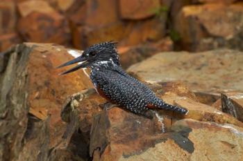 Giant Kingfisher, Megaceryle maxima, Kruger NP, South Africa | Obraz na stenu