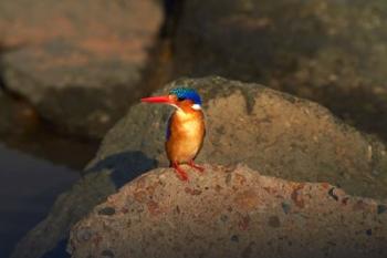 Malachite Kingfisher, Alcedo cristata, Kruger NP, South Africa | Obraz na stenu