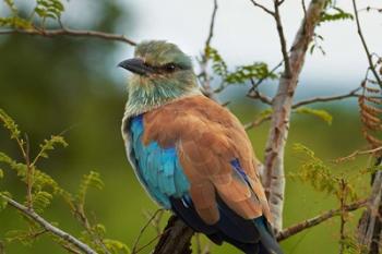 European Roller, Kruger National Park, South Africa | Obraz na stenu