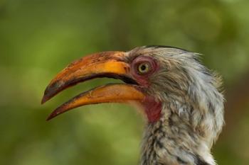 Southern Yellow-billed Hornbill, Kruger National Park, South Africa | Obraz na stenu