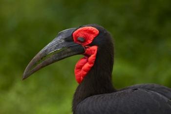 Southern Ground Hornbill, Bucorvus leadbeateri, Kruger NP,South Africa | Obraz na stenu