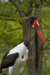 Saddle-billed Stork, Kruger NP, South Africa | Obraz na stenu