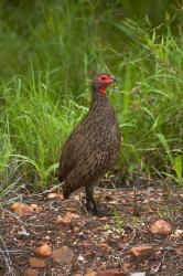 Swainsons Spurfowl, Swainsons Francolin, Kruger NP, South Africa | Obraz na stenu