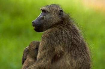 Chacma baboon and baby, Kruger NP, South Africa | Obraz na stenu