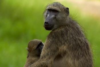 Chacma baboon, Papio ursinus, and baby, Kruger NP, South Africa | Obraz na stenu