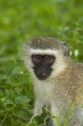 Vervet Monkey, Chlorocebus pygerythrus, Kruger NP, South Africa | Obraz na stenu