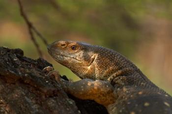 White-throated monitor, Kruger NP, South Africa | Obraz na stenu